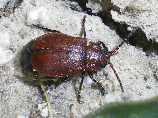 Galeruca  rufa